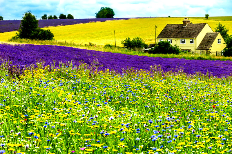 Cotswolds
