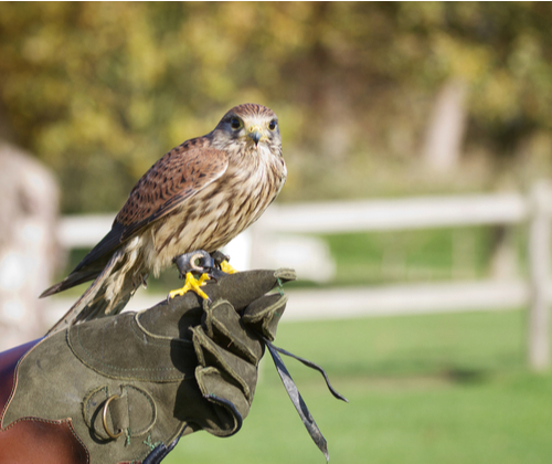 3 Hour Falconry Experience