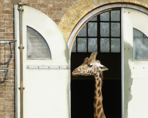 Entry to London Zoo for Two Adults and Two Children winning bidder