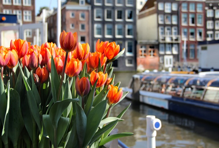 Tulips in Amsterdam