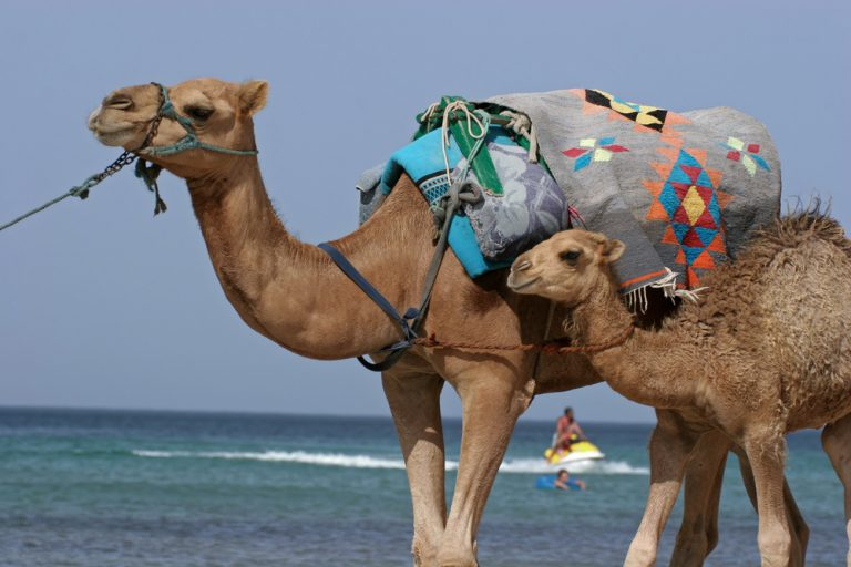 tunisia-camels.jpg