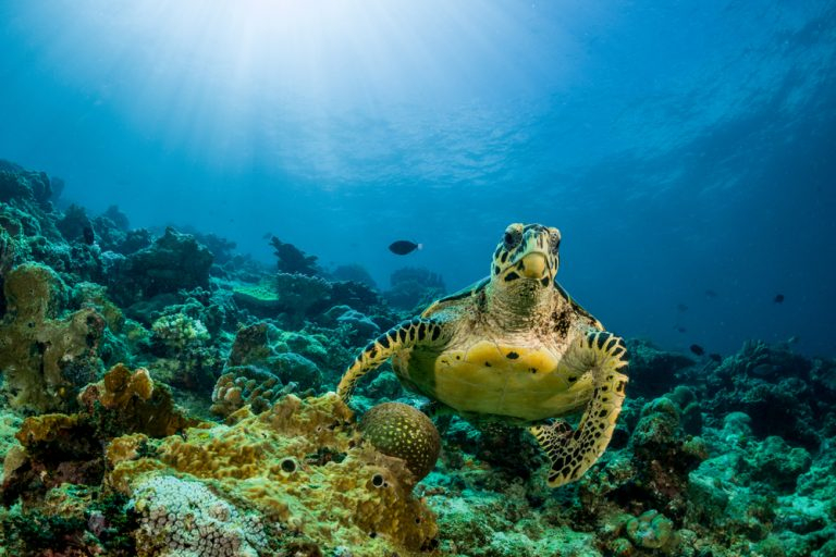 zante-sea-life.jpg